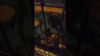 Pt 2 The Infamous Ricky Jones