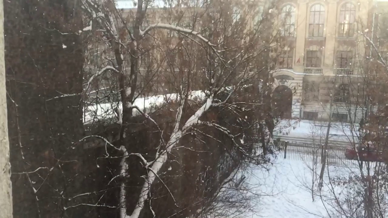 IGELS   SPB   Anton Miroshnikov