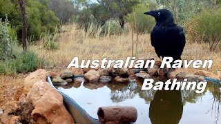 Australian Raven Bathing