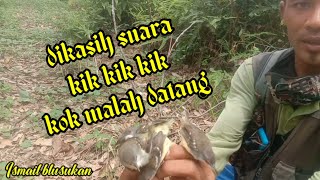 mikat burung ciblek suara hantu kejepit. kik kik kik.......?,😀 hasil jos.