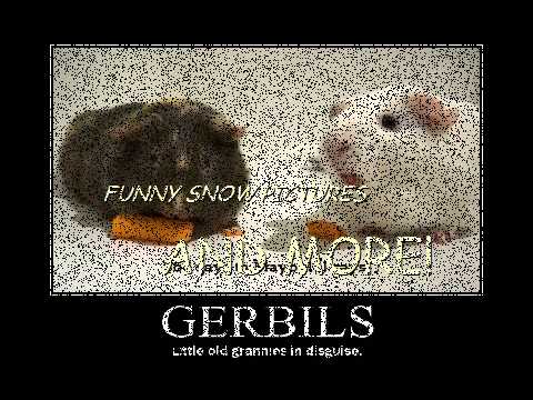 Funny Snow Pictures
