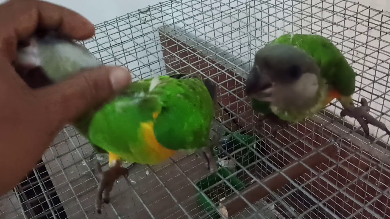Senegal Parrot Chicks For Sale In Kerala Calicut Youtube