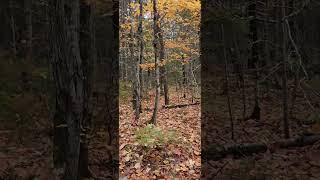 Deep profound understanding. #findyourpeace #innerwork #nature