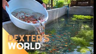 Giving Our Tuxedo Guppies a Better Home | Bigger Tank, More Babies!