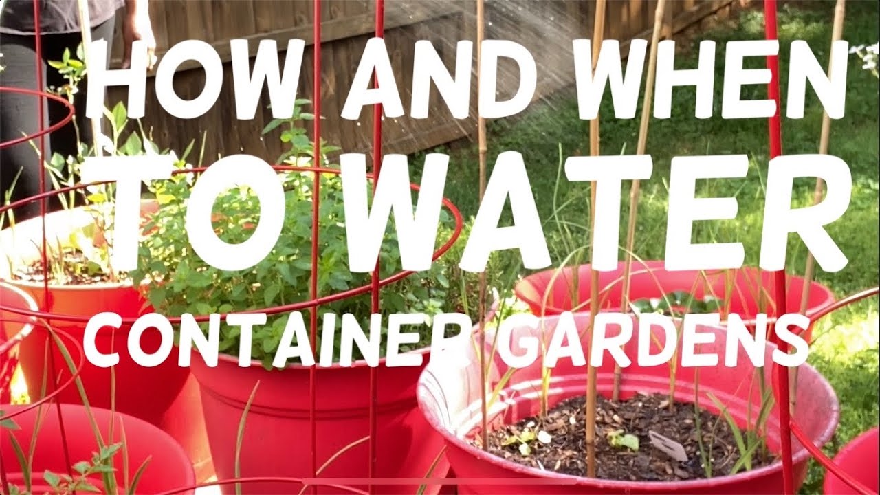 How and When To Water Container Gardens | Container Gardening