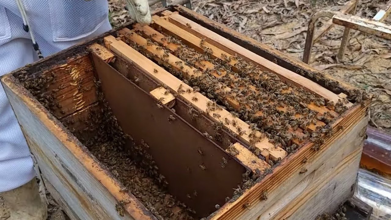 ENXAME PEQUENO, o que fazer?