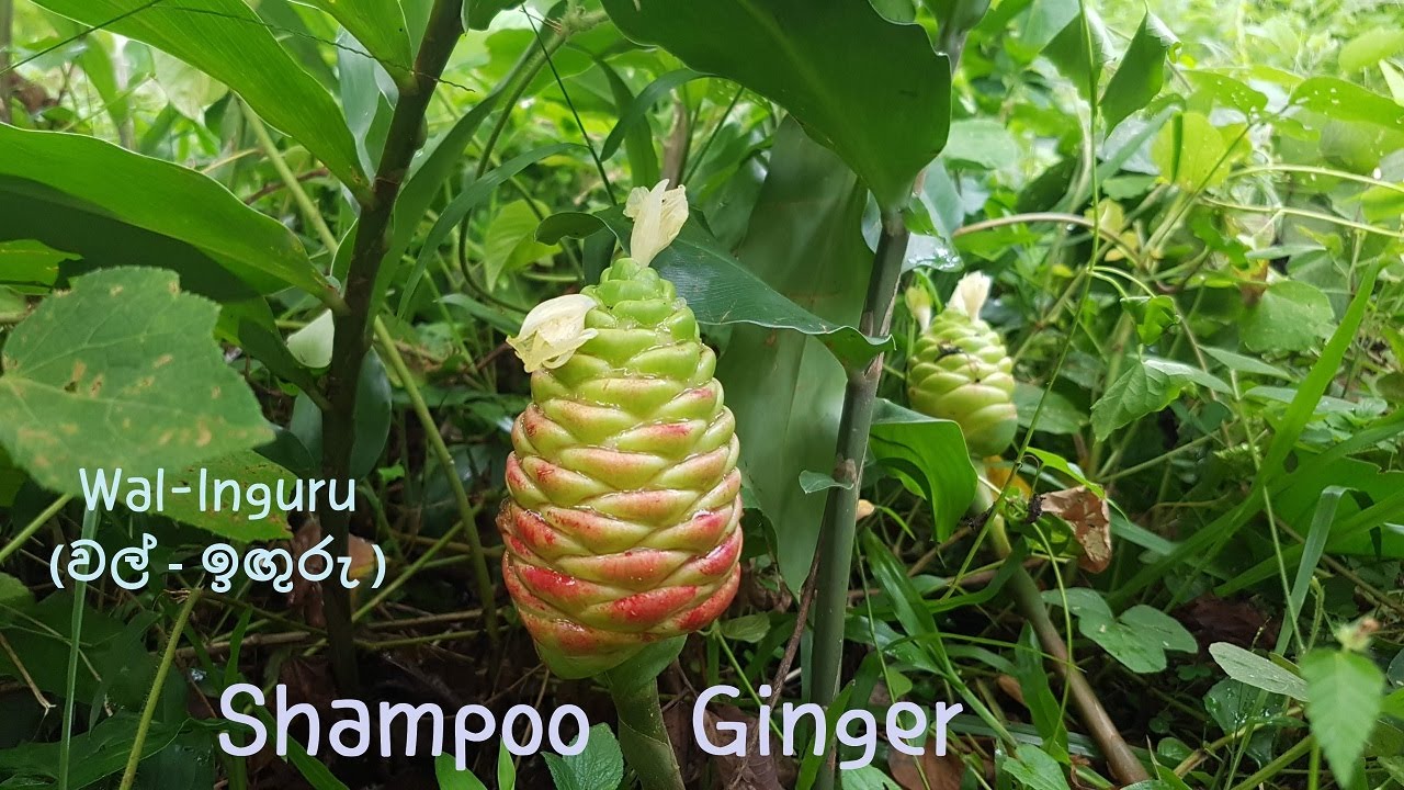 [Sri Lanka Wildflowers]열대식물shampoo gingerpinecone gingerawapuhiWal