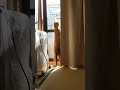 茶トラ、ネコ二足立ち、ふうちゃん胴が長いです。　Brown tabby, cat standing on two legs, Fuu-chan has a long body.#shorts