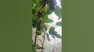 Mận đào đá ra bông và muốn giữ bông vào mùa nghịch như thế nào? 29/6/2025