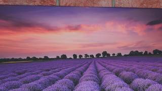 Obraz lawendowego pola na płótnie canvas - zachwycające kolory natury! 🎨 screenshot 4