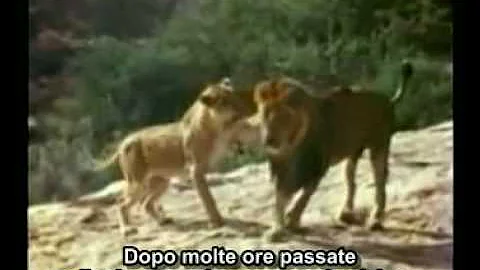 Come è il leone?