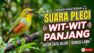 masterap pleci satu jalur wit wit wit sangan mudah masuk@jahidchannel5459 
