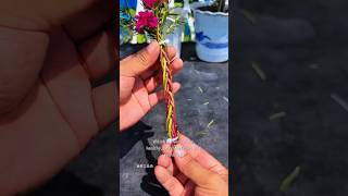 Learn How To Grow Portulaca Flowers Quickly At Home