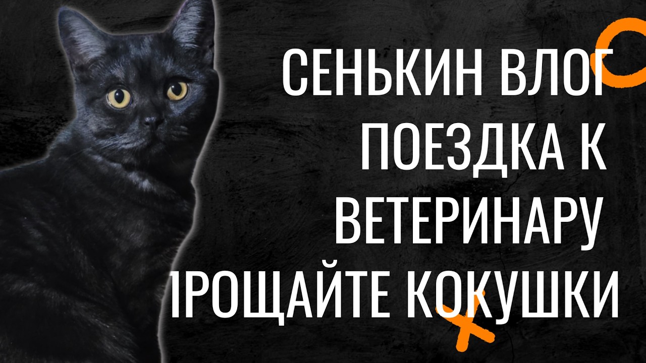 Прощайте Бубенцы Поездка к Ветеринару Жизнь Холостяка