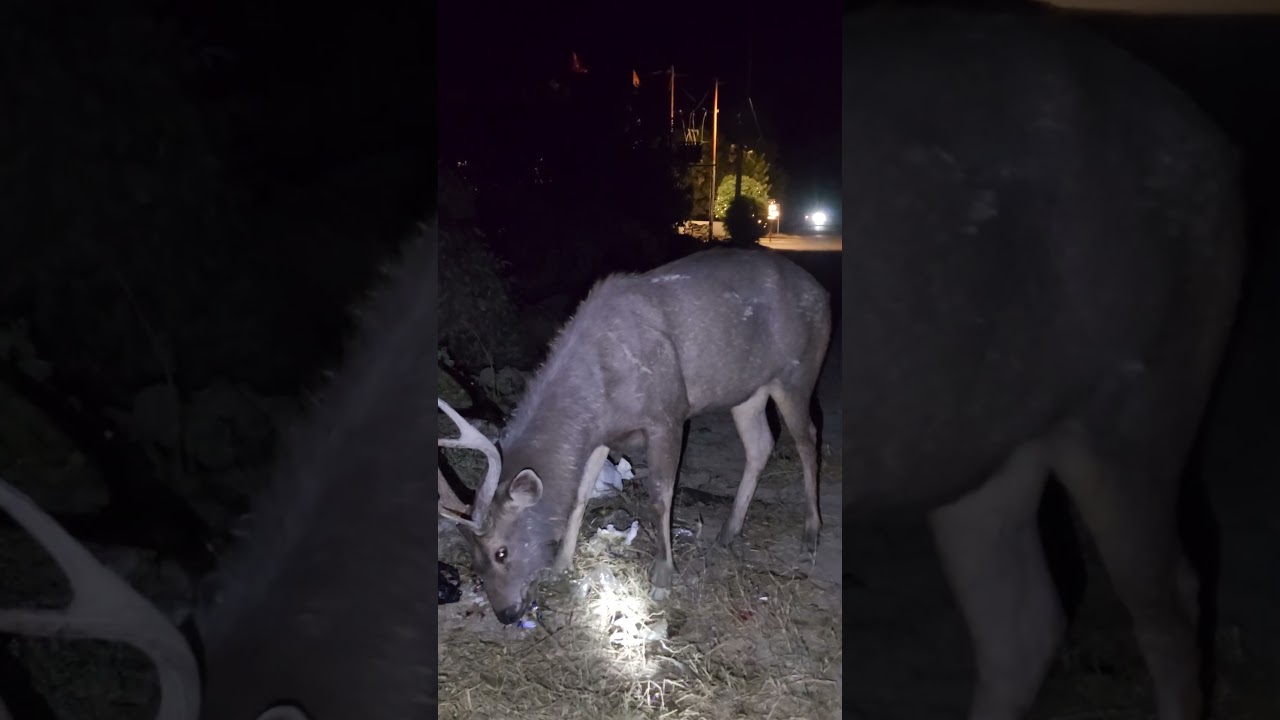 #jimcorbettwildlifeandnatureview