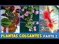 Plantas colgantes para decorar el hogar