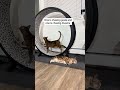 Which one are you ? 😹 #cats #catsoftiktok #naughtycats #bengalcats #catfluencer