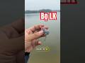 Mồi lure LK hoà có đáng trải nghiệm ? #cauca #fishing