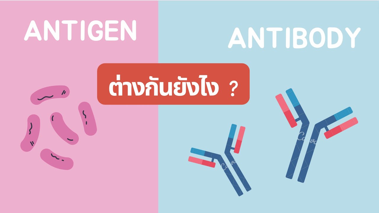 Antigen VS Antibody ต่างกันยังไง? YouTube