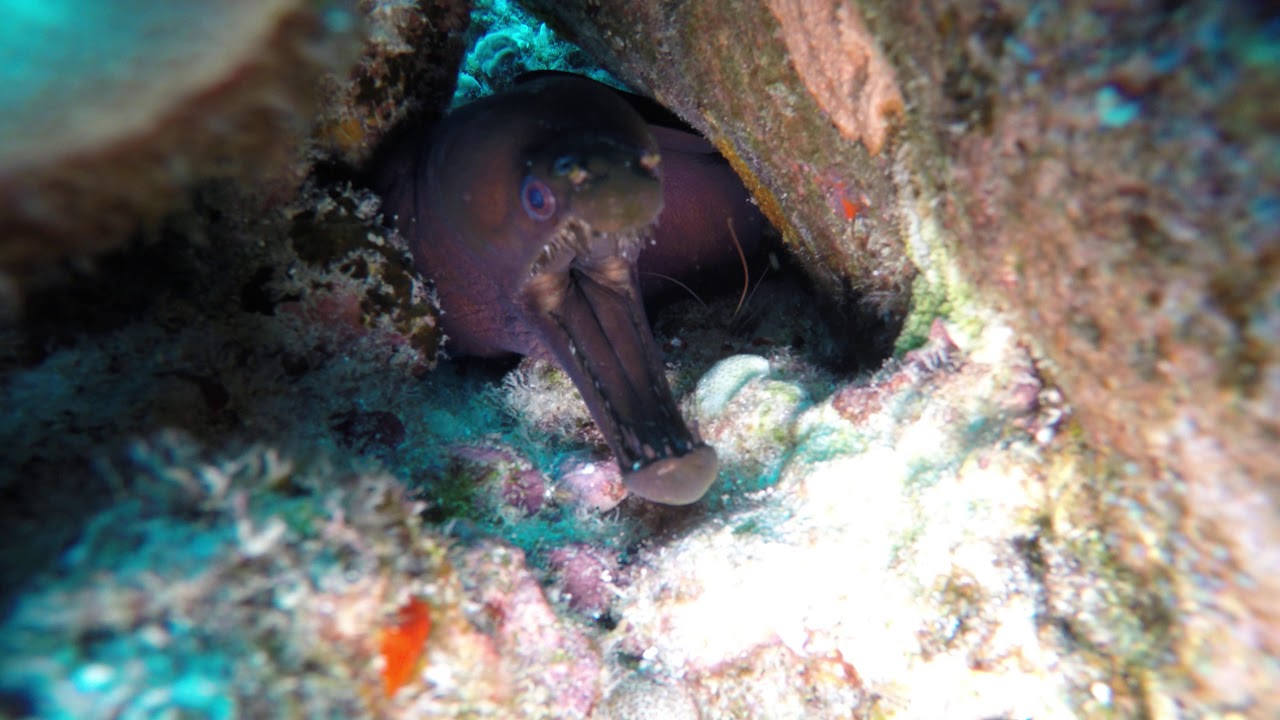 viper eel and coral banded