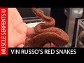 VERY RED BOAS with VIN RUSSO at Daytona Reptile Expo- Part 12