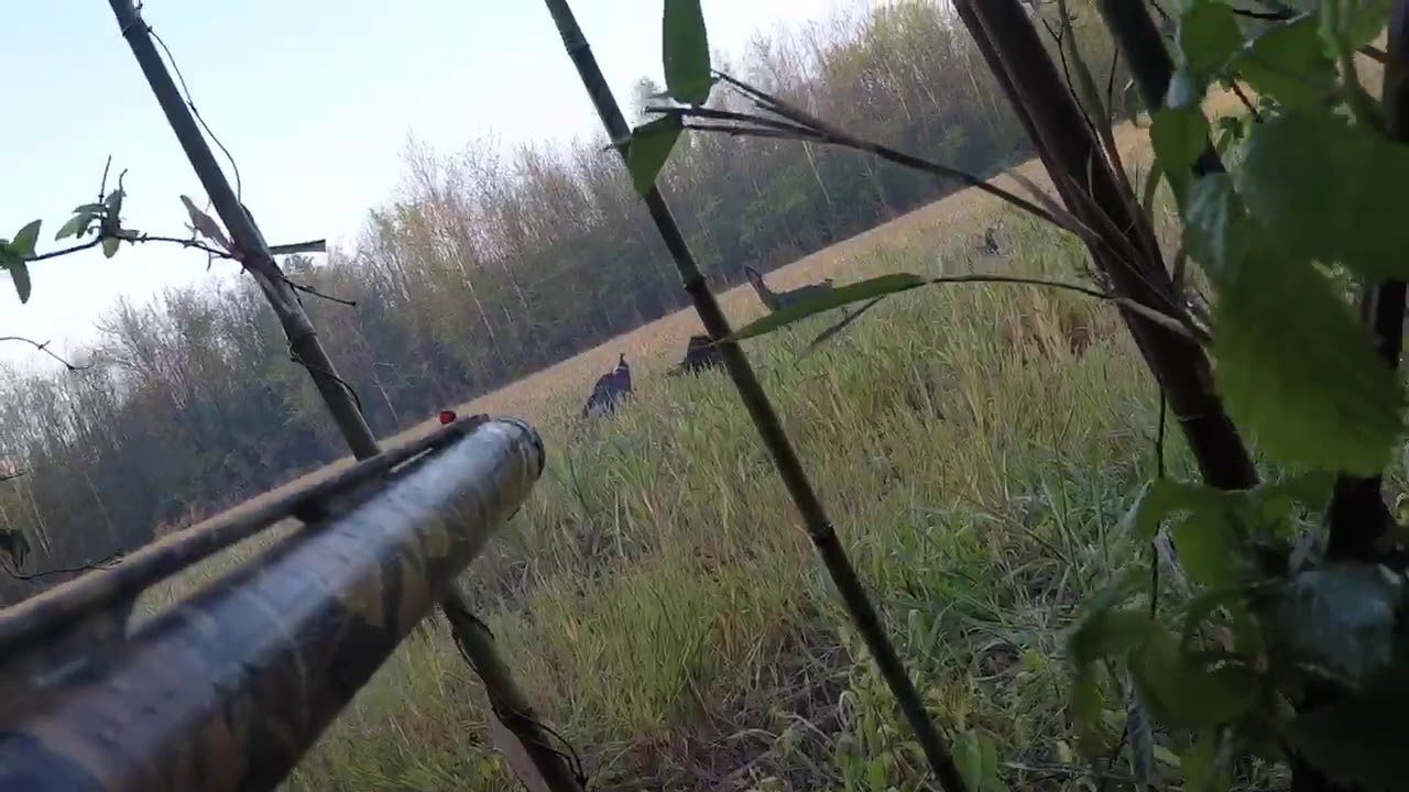 Mid season spring Turkey hunt 2018 "He came out of Nowhere"