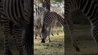 Zebras grazing 🦓🦓.