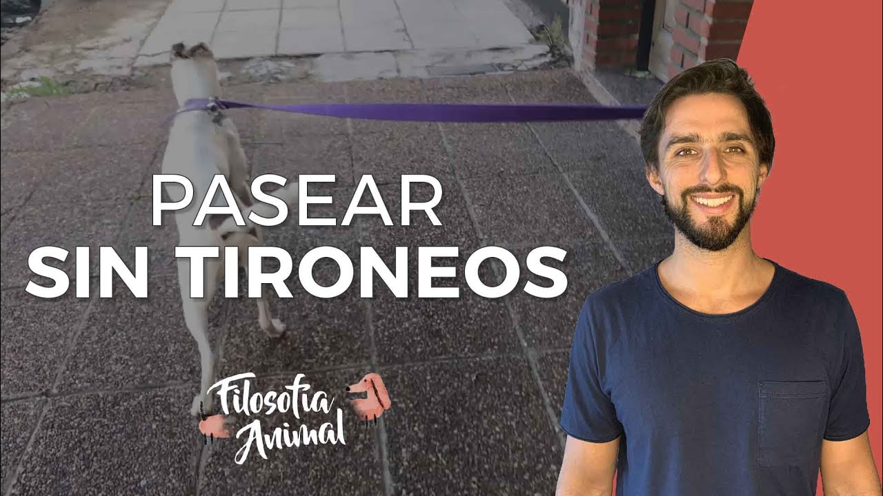 Cómo PASEAR a tu perro sin TIRONEAR