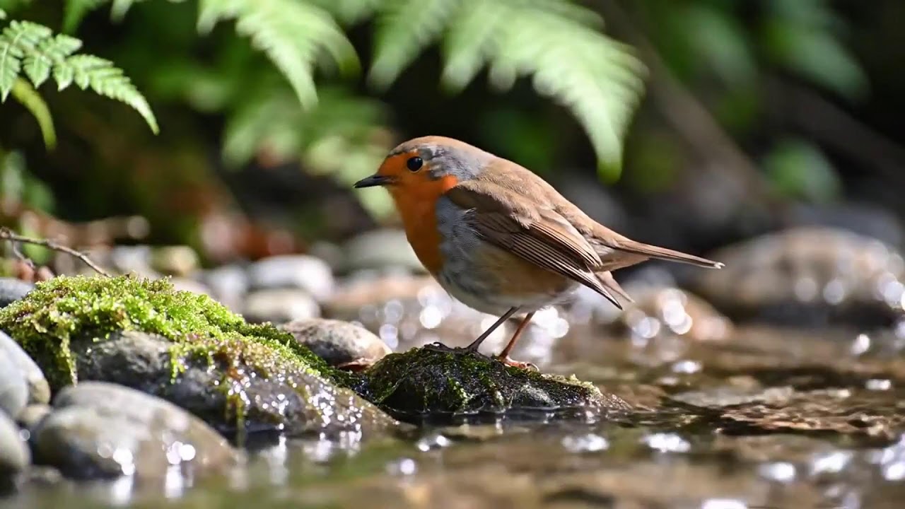 🌲 Mindfulness Space LIVE – Атмосфера лесной ночи