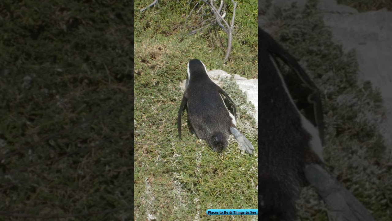 Cape Town Coastline Tour (2011) 