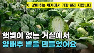 This cabbage is the fastest growing in the world