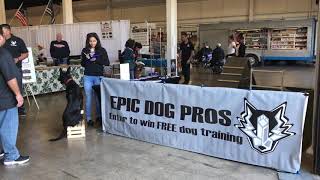 Costa Mesa Cruisin for a Cure Charity Auto Show & The Epic Dog Pros of Orange County Dog Training