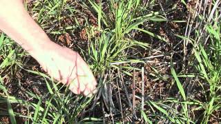 How to Retain Trash: Tobin No-Till - Disc Drill Seeding