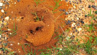 Ameri-Tech Pest Control Blue Ridge TX 75424 Rodent Control