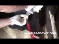 Surgical Removal of Massive Deep Abscess from the Left Leg of the Dairy Cow