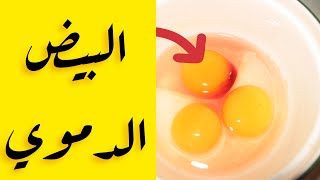 البيض الدموي البيض فيه دم Youtube