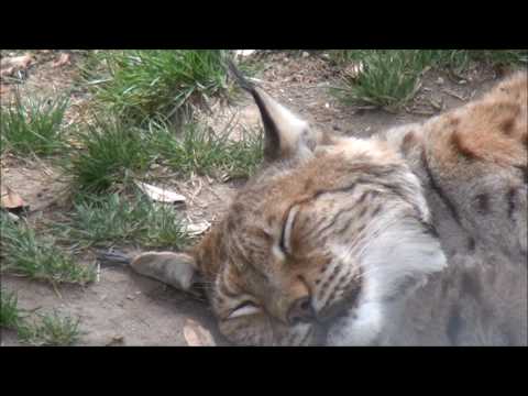 Reintroducing the lynx to the UK