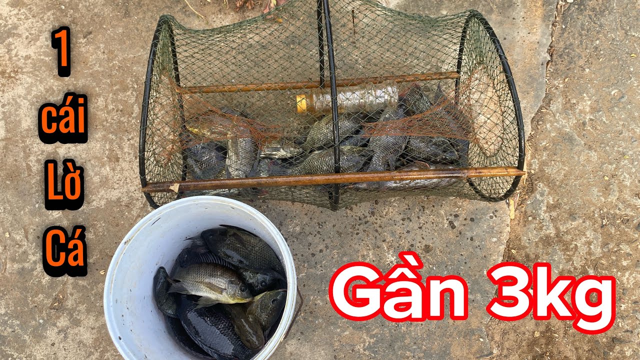 Đặt lại luồng Lờ Cá trước nhà - 1 cái lờ dính 13 con 😱 |NQNMT✅5