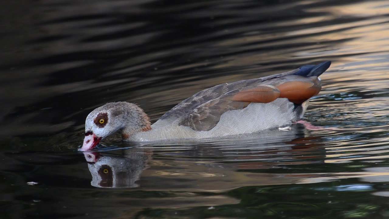 Ganso del Nilo en BIOPARC Valencia