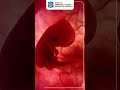 Embryo Development in the First Few Weeks – See How Life Begins