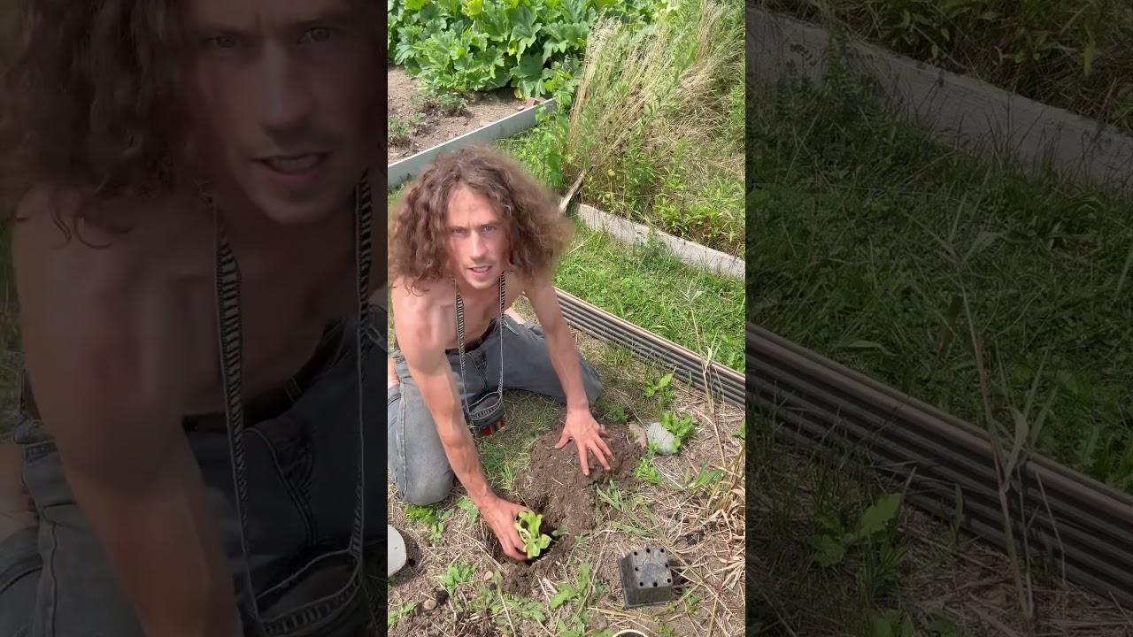 A simple tutorial of how to properly transplant a potted plant into the ground. 