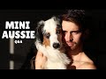 Everything You Need To Know About My Mini Australian Shepherd