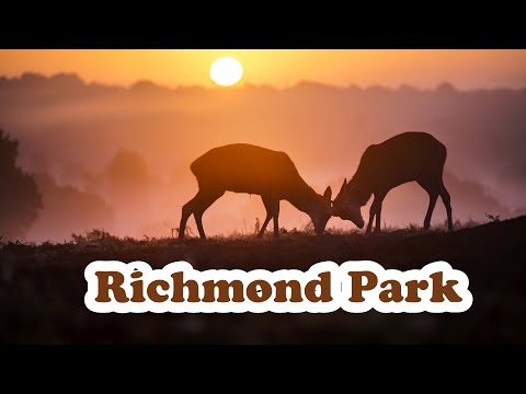 Exploring Richmond & Wimbledon Park | London Walks 🇬🇧 | Hiking UK | England