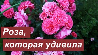 Роза плетистая Розариум Ютерсен (Rosarium Uetersen)