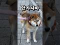 자기 의견을 들어달라는 강아지 #강아지 #shibainu #柴犬