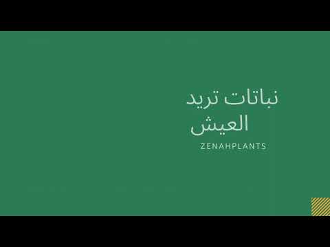 نباتات تخرج من الصخر نباتات تتحمل العطش على قناة  نباتات نباتات الزينة نبات