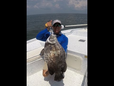 The Biggest Triple Tail I Have Ever Seen Gulf Coast Giant Triple Tail Trippin