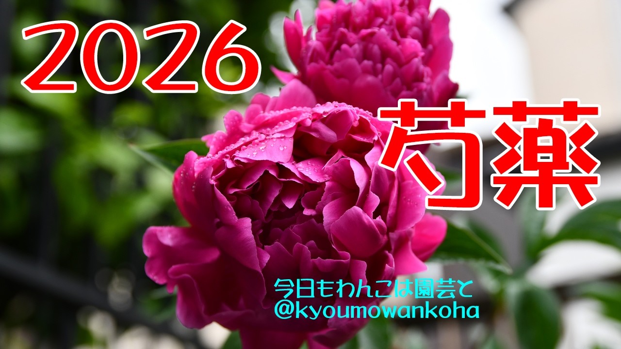 2026年の芍薬2025.5.7今日もわんこは園芸と - YouTube