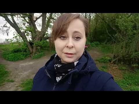 Бадан/ монгольский чай растение -защитник ☝️ - YouTube