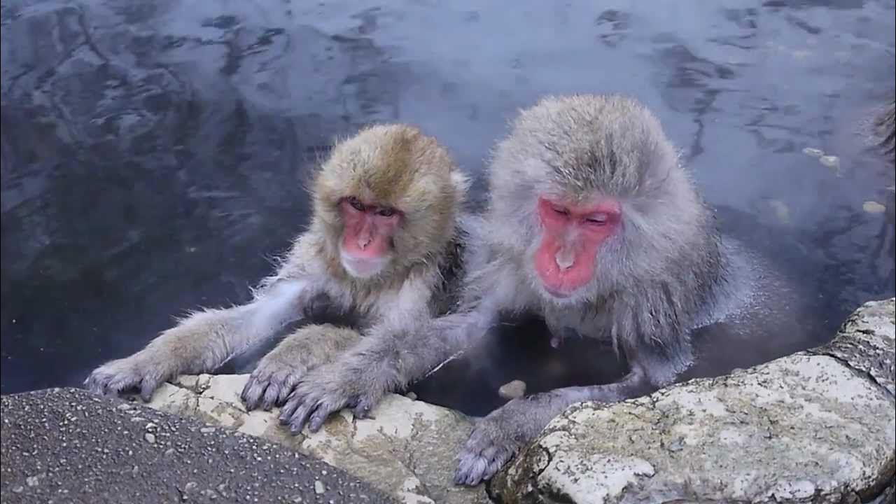 Купание обезьяны в теплой воде группа концерт. Парк снежных обезьян джигокудани. снежные обезьяны в горячих источниках нагано. обезьяны в японии в горячих источниках. обезьянки в термальных источниках.